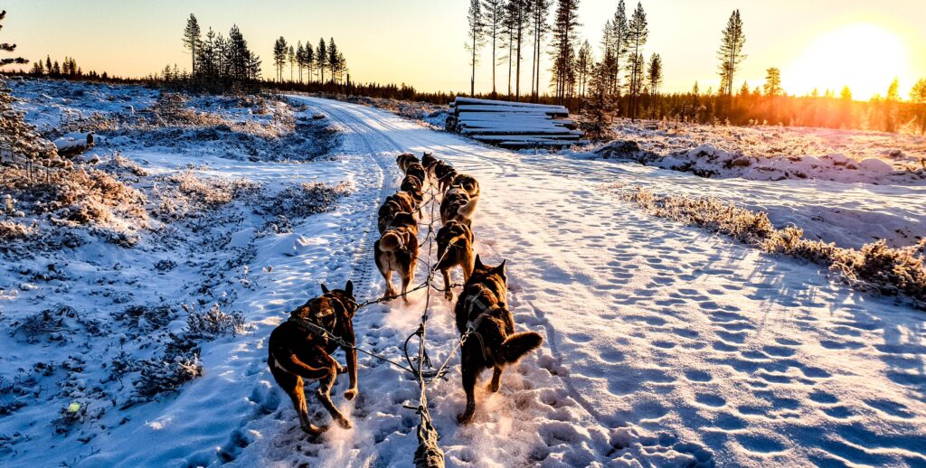 Dogsledding tour och vildmarksturer i Lappland